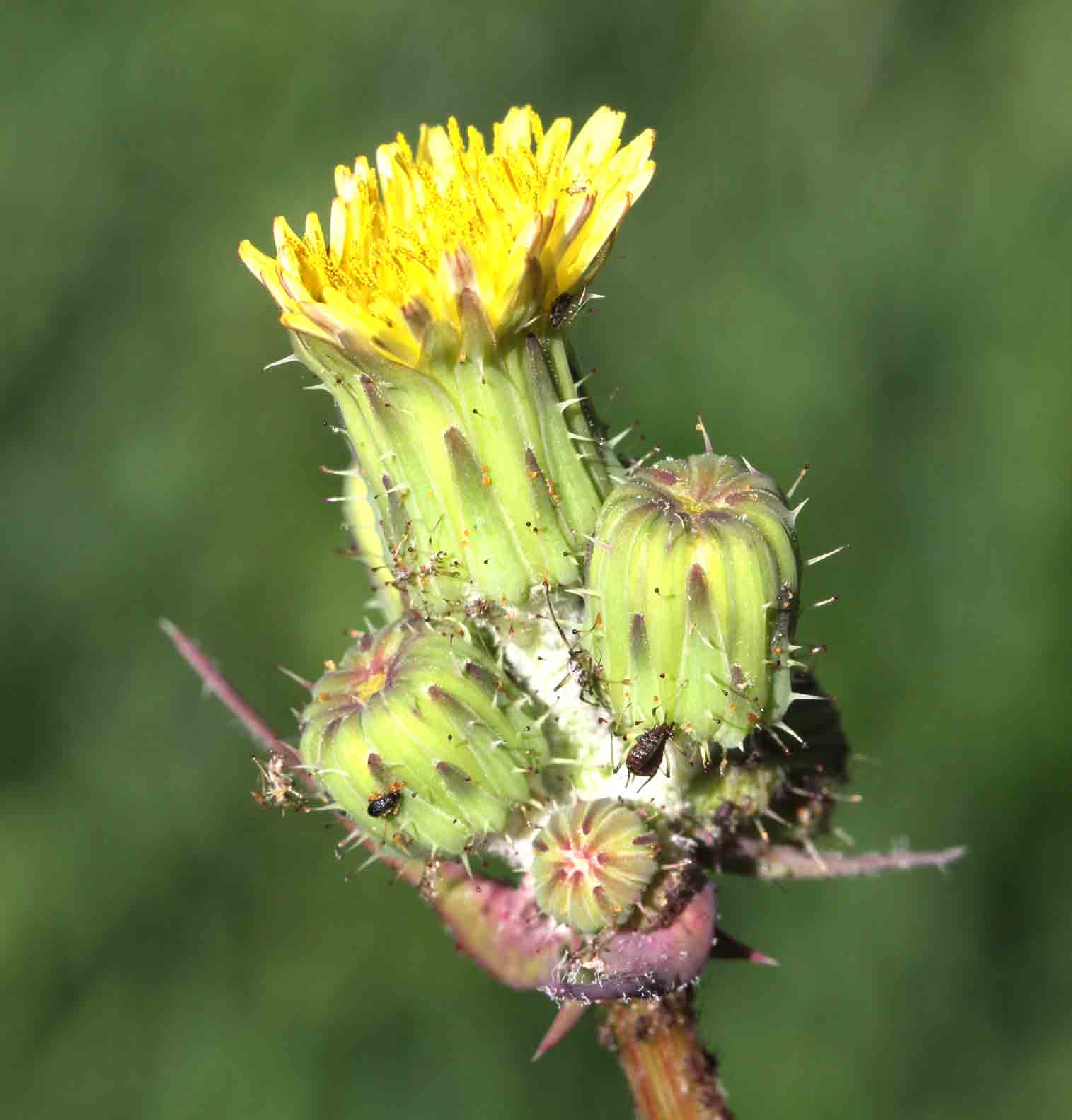 Sonchus o Crepis ? - Sonchus sp. e Crepis vesicaria